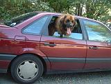 VOITURE - CAR 240